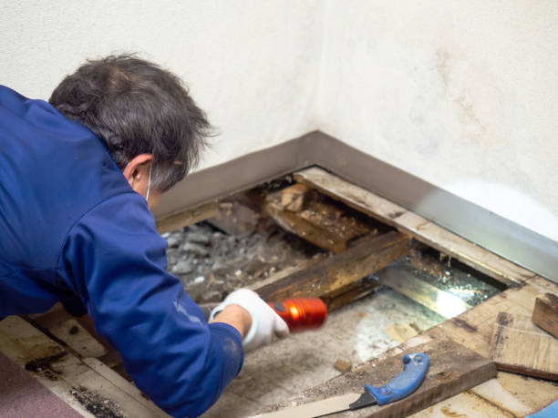 Office Mold Removal Services in North Hills, NY
