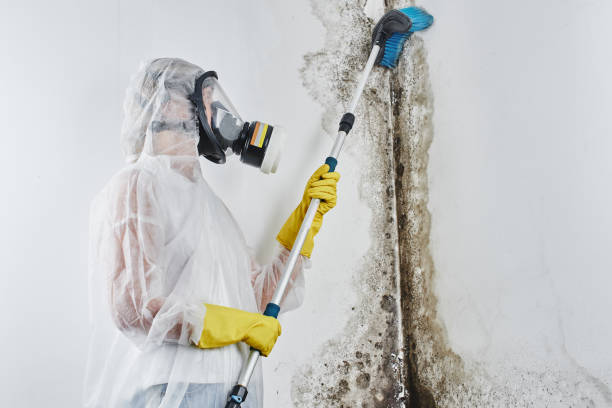 Professional Mold Removal in North Hills, NY