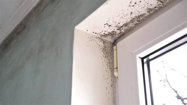 Best Local Mold Removal Service  in North Hills, NY