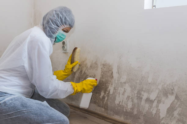 Best Mold Testing and Removal  in North Hills, NY