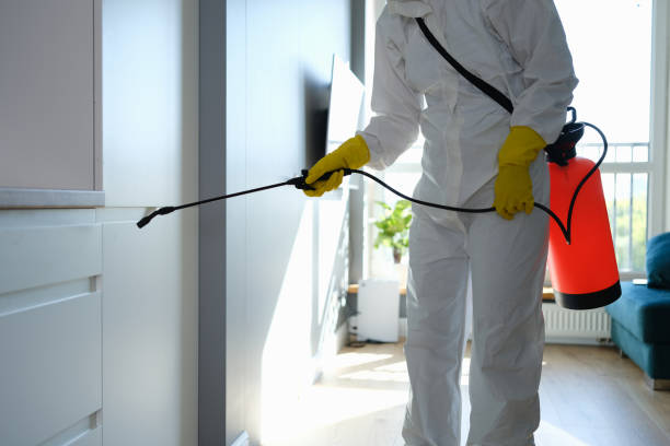 Best Black Mold Removal  in North Hills, NY