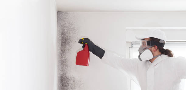 Best Mold Damage Repair  in North Hills, NY