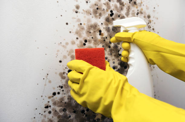 Best Certified Mold Removal  in North Hills, NY